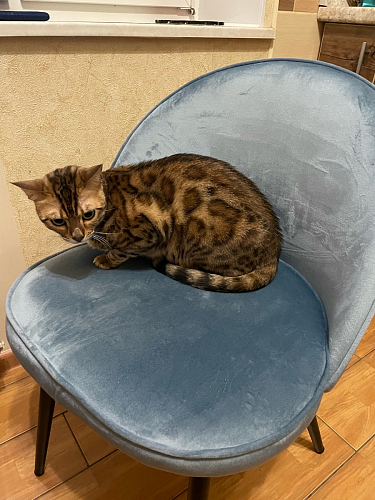 Стул Dodo пудрово-розовый фото покупателя 38