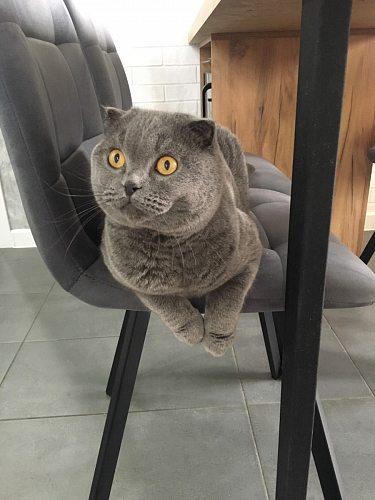 Стул на металлокаркасе Чилли зеленый / черный фото покупателя 1001