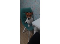 Стул на металлокаркасе Чилли светло-серый / черный фото покупателя 56