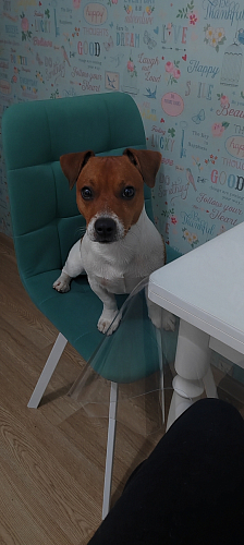 Стул на металлокаркасе Чилли К черный / зеленый фото покупателя 56