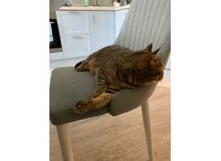 Стул на металлокаркасе Kora beige / black фото покупателя 264