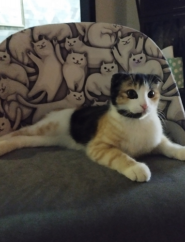 Компьютерное кресло Melody молочное фото покупателя 220