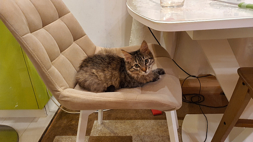 Стул на металлокаркасе Челси бежевый / белый каркас фото покупателя 10