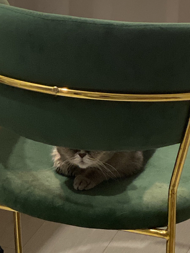 Стул на металлокаркасе Kamelia gold / gray фото покупателя 73