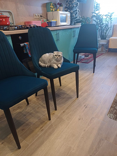 Стул на металлокаркасе Kora white / gray фото покупателя 386