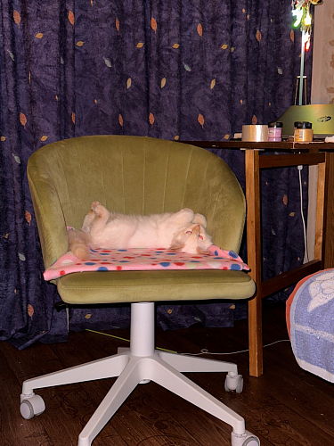 Компьютерное кресло Пард графитовый фото покупателя 55