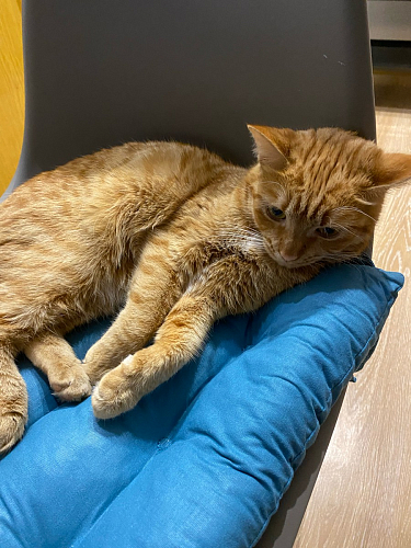 Стул Eames PC-015 yellow фото покупателя 230