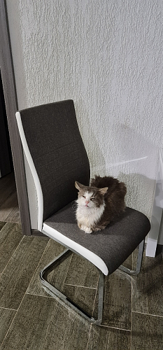 Стул Loan серый фото покупателя 1