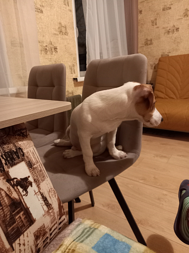 Стул на металлокаркасе Чилли черный / зеленый фото покупателя 1097