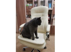 Компьютерное кресло Tomar кремовое фото покупателя 60