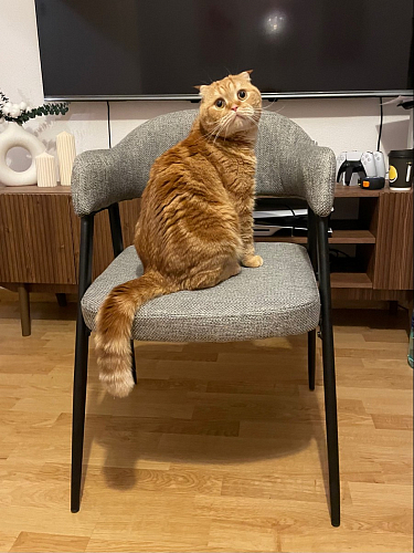 Стул на металлокаркасе Twin brown / black фото покупателя 33