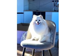 Стул на металлокаркасе Gabi 1 бежевый / черный с серебряными наконечниками фото покупателя 20