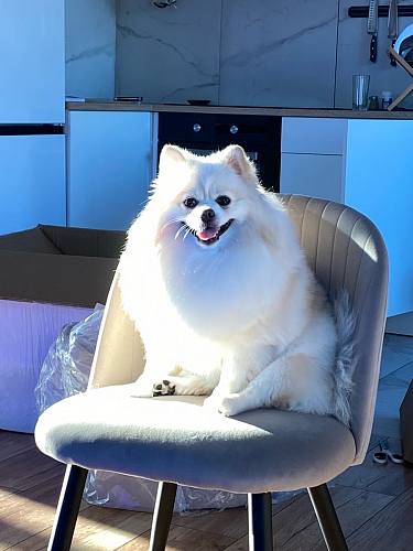 Стул на металлокаркасе Gabi gray / black фото покупателя 20