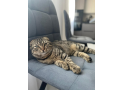 Стул на металлокаркасе Чилли светло-серый / черный фото покупателя 686