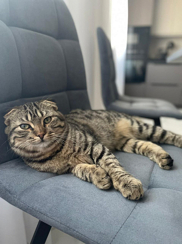 Стул на металлокаркасе Чилли К черный / зеленый фото покупателя 686