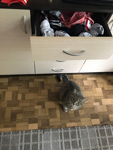 Комод Кэт-7 венге linum/дуб белфорт фото покупателя 43