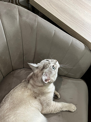 Компьютерное кресло Тибо 01 светло-коричневый / черный фото покупателя 150