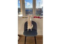 Стул на металлокаркасе Gabi green / black фото покупателя 318