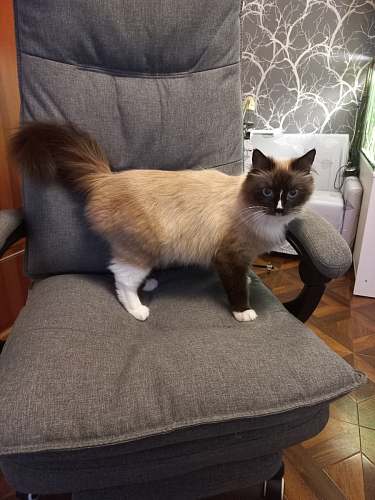 Компьютерное кресло Rapid серое фото покупателя 9