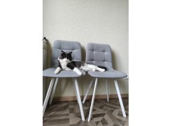 Стул Чилли 2 темно-серый  / черный фото покупателя 447