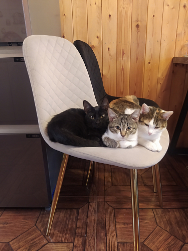 Стул на металлокаркасе Dabl wine red фото покупателя 3