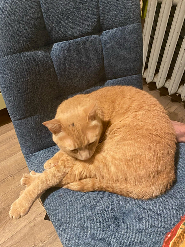 Стул Bruk purple фото покупателя 2