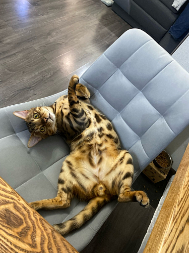 Комплект стульев Стронг 4 шт темно-серый / черный фото покупателя 6