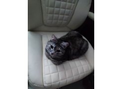 Компьютерное кресло Herd cream фото покупателя 84