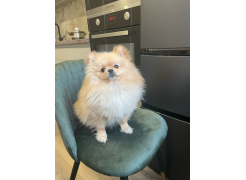 Стул на металлокаркасе Gabi 1 gray фото покупателя 16