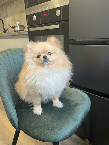 Стул на металлокаркасе Gabi 1 темно-серый / черный фото покупателя 16