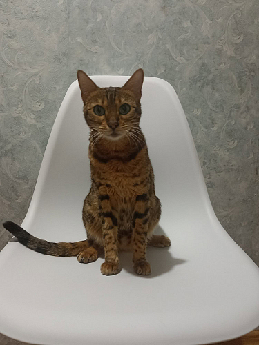 Стул Сindy Eames/Синди Имс мод. 001 белый фото покупателя 49