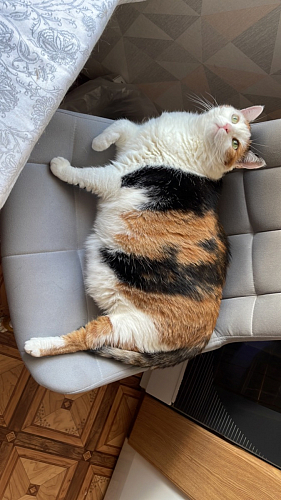 Стул на металлокаркасе Челси К крутящийся бирюзовый / черный фото покупателя 17