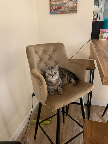 Барный стул Ofir dark gray фото покупателя 2