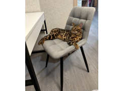 Стул на металлокаркасе Челси светло-серый / белый каркас фото покупателя 38