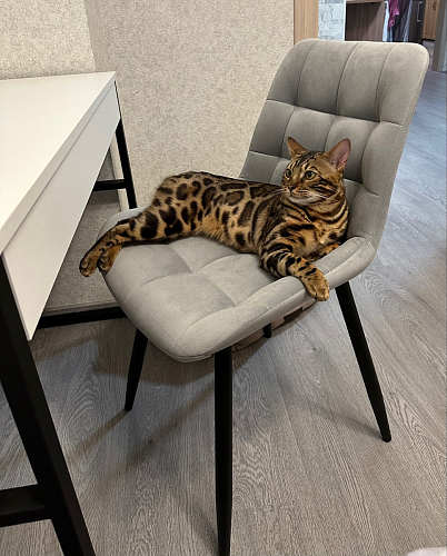 Стул на металлокаркасе Челси К бирюзовый / черный фото покупателя 38