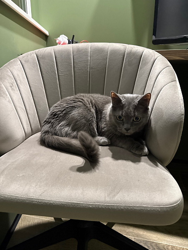 Компьютерное кресло Пард графитовый фото покупателя 181