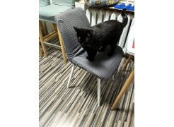 Стул на металлокаркасе Седа К крутящийся светло-серый  / белый фото покупателя 289