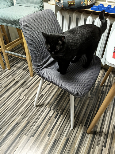 Комплект стульев Вейв 4 шт светло-серый / черный фото покупателя 289