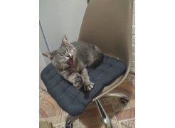 Компьютерное кресло Kolin с подушкой clear / white фото покупателя 229