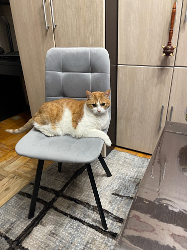 Стул на металлокаркасе Чилли К кирпичный / черный фото покупателя 67