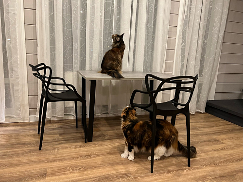 Деревянный стол Лота Лофт 120х75 белый матовый / дуб крафт золотой фото покупателя 588