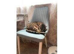 Стул на металлокаркасе Kora white фото покупателя 279