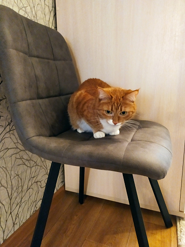 Стул на металлокаркасе Bruk light blue / black фото покупателя 1